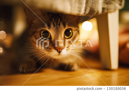 Close-up of a curious tabby cat with wide focused eyes hiding under a chair, watching attentively with bright whiskers and detailed fur in warm cozy indoor lighting, adding a relaxed home atmosphere. Close-up of a curious tabby cat with wide focused eyes hiding under a chair, watching attentively with bright whiskers and detailed fur in warm cozy indoor lighting, adding a relaxed home atmosphere. 130188036