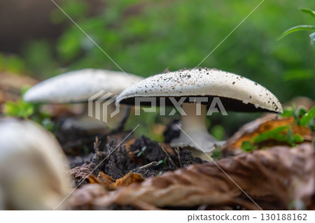 Wild white mushrooms, speckled with dirt, thriving naturally in a green forest floor environment, symbolizing organic growth and healthy autumn ecosystem 130188162