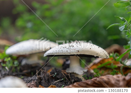Fresh white mushroom covered in soil particles growing wild on the damp forest floor, symbolizing organic growth, natural habitat, and environmental ecology 130188170
