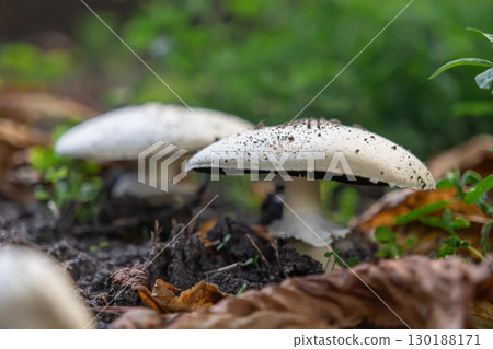 White wild mushrooms with dirt specks emerge from forest ground, surrounded by green foliage and fallen autumn leaves, symbolizing natural beauty White wild mushrooms with dirt specks emerge from forest ground, surrounded by green foliage and fallen autumn leaves, symbolizing natural beauty 130188171