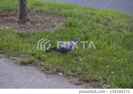 A wild common wood pigeon stands quietly on lush green grass next to a paved path, symbolizing urban resilience and the natural beauty of city coexistence 130188172