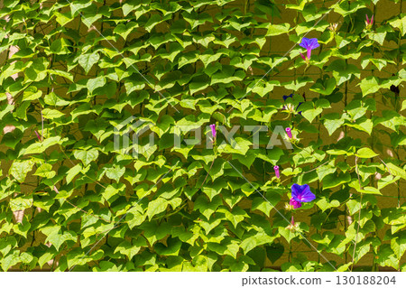 牽牛花綠色窗簾 130188204