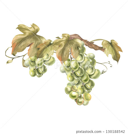 Green grapevine watercolor illustration. Isolated vineyard floral clipart with fruits bunch and leaves. Sweet summer fruits. Juice and alcohol beverage ingredient painting for menu,poster design Green grapevine watercolor illustration. Isolated vineyard floral clipart with fruits bunch and leaves. Sweet summer fruits. Juice and alcohol beverage ingredient painting for menu,poster design 130188542