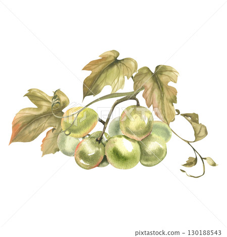 Grape bunch with leaves watercolor illustration. Hand drawn isolated green grape fruits, muscat berries floral clipart for wine testing invitation, card,menu, packing design. Beverage,drink ingredient Grape bunch with leaves watercolor illustration. Hand drawn isolated green grape fruits, muscat berries floral clipart for wine testing invitation, card,menu, packing design. Beverage,drink ingredient 130188543