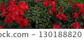盛開的紅玫瑰的水平背景 130188820