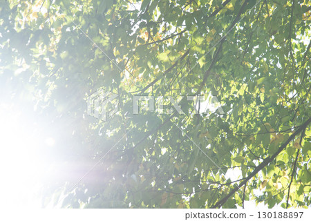 New green image New green image 130188897