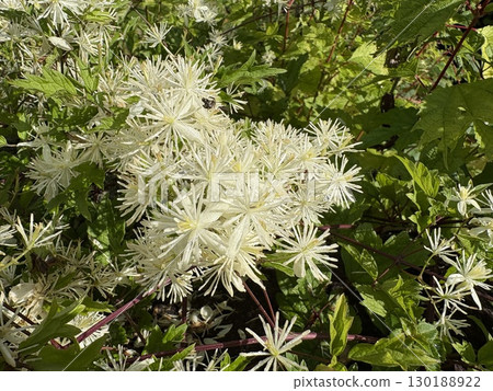 White flowers of the button vine_Peony vine_Botan vine_Butan vine 130188922