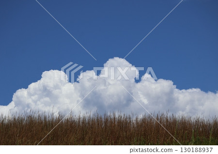 Landscape of grassland, white clouds and blue sky 130188937