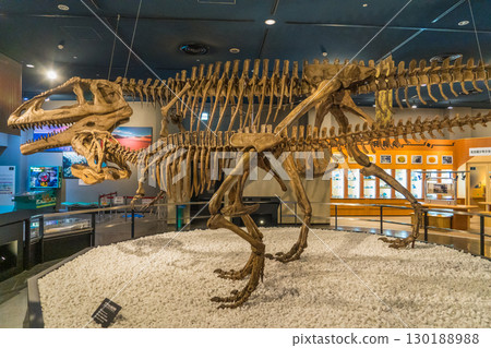 Mapusaurus fossil specimen in Nagoya Mapusaurus fossil specimen in Nagoya 130188988