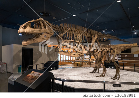 名古屋馬普龍化石標本 130188991