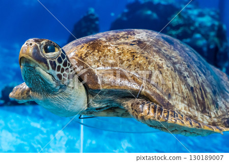 Cute stuffed turtle 130189007