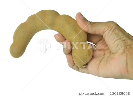 Hand holding a single, unpeeled tamarind pod against a plain background, highlighting its unique, curved shape and natural texture. 130189068