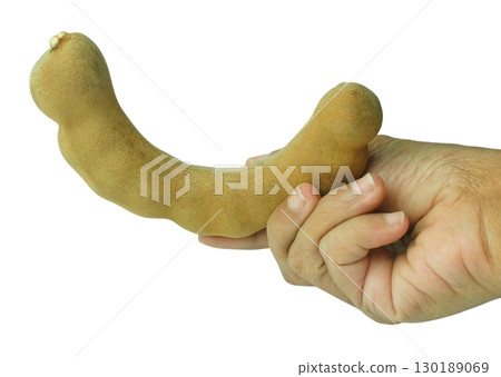 Hand holding a single, unpeeled tamarind pod against a plain background, highlighting its unique, curved shape and natural texture. Hand holding a single, unpeeled tamarind pod against a plain background, highlighting its unique, curved shape and natural texture. 130189069