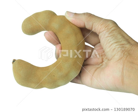Hand holding a single, unpeeled tamarind pod against a plain background, highlighting its unique, curved shape and natural texture. 130189070