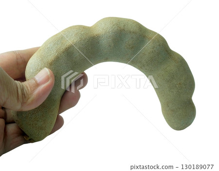 Close-up of a hand holding brown ripe pods of tamarind, a tropical fruit known for its tangy flavor. Vibrant, textured, and ready for culinary use. Ideal for food-related designs. 130189077