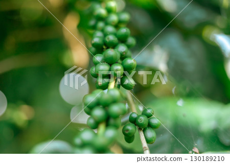 Coffee tree with fresh arabica coffee bean in plantation 130189210