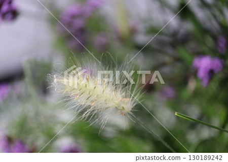 Close-up of the Imperata cylindrica 130189242