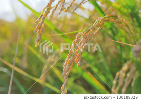 Ears of rice have reached the ripening of autumn 130189329