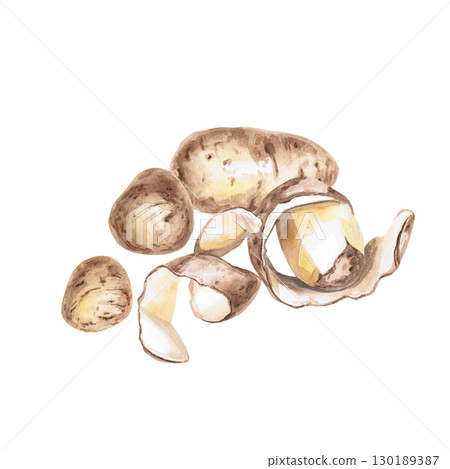 A pile of whole and peeled potatoes. Isolated watercolor illustration on the theme of vegetables for the design of seed packaging, restaurant menus, culinary recipes, labels. 130189387