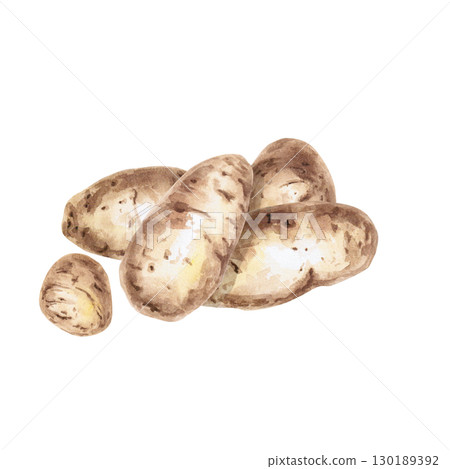 A bunch of potato tubers. Isolated watercolor illustration on the theme of vegetables for the design of packaging of seed materials, restaurant menus, culinary recipes, labels. 130189392
