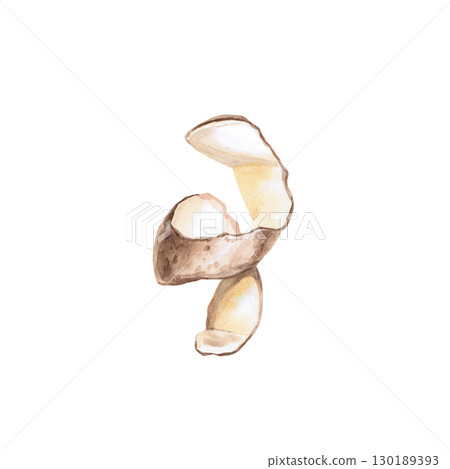 Potato peelings of curved shape. Isolated watercolor illustration on the theme of vegetables for the design of packaging of seed materials, restaurant menus, culinary recipes, labels. 130189393