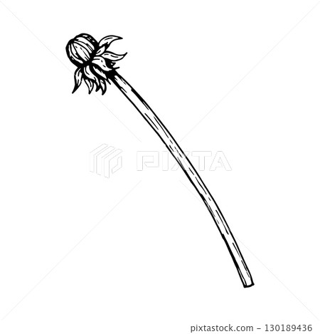 Hand-drawn vector illustration a dandelion bud on a long curved stem in black and white linocut style. Crisp outline and texture, perfect for logos, tattoos, packaging, and botanical design 130189436