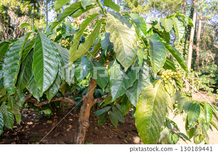Coffee beans on a plant Coffee beans on a plant 130189441