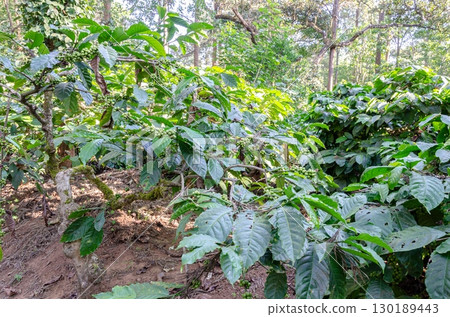 Coffee beans on a plant 130189443