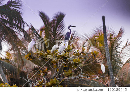 Migratory birds Migratory birds 130189445
