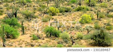 Landscape Sunny Day Sonoran Desert Arizona Landscape Sunny Day Sonoran Desert Arizona 130189467
