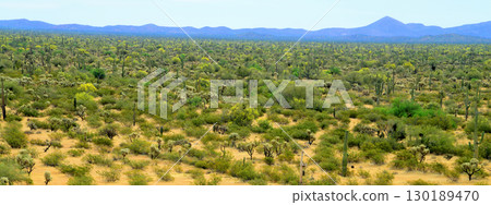 Landscape Sunny Day Sonoran Desert Arizona Landscape Sunny Day Sonoran Desert Arizona 130189470