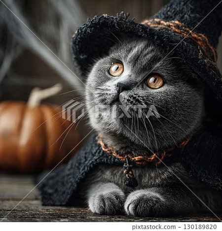 A charming grey cat wears a black witch hat and cape, celebrating the spooky Halloween season by a pumpkin. 130189820