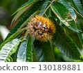 Ripe and slightly split chestnuts and chestnut leaves 130189881