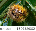 Ripe chestnuts that have split open a little 130189882