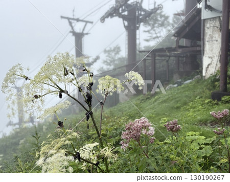 Misty Mount Tanigawa Ropeway Tenjindai with blooming lilies 130190267