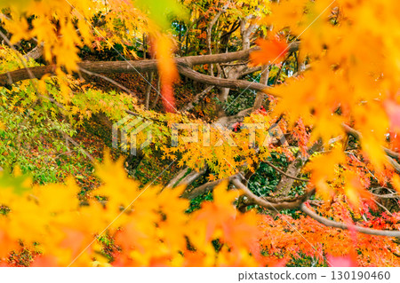 Autumn leaves at Eigenji Temple (Daigo Town, Ibaraki Prefecture) 130190460