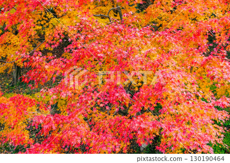 Autumn leaves at Eigenji Temple (Daigo Town, Ibaraki Prefecture) 130190464