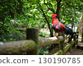 Chicken perched on a railing 130190785