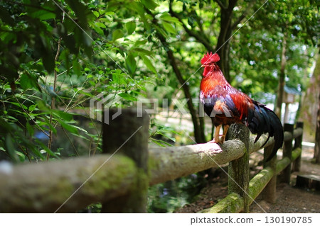 Chicken perched on a railing 130190785
