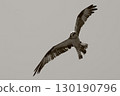 A flying Osprego 130190796