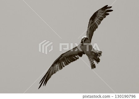 A flying Osprego 130190796