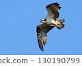 A flying Osprego 130190799