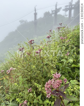 View of the lift station from Tanigawadake Tenjindaira Station in the mist with Fujibakama blooming_Tanigawadake Ropeway lift in summer 130190814