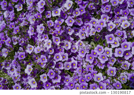 公園裡盛開著紫色的花朵。花的名字叫Calibrachoa。學名是Calibrachoa。 130190817