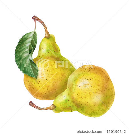 A composition of two hand-drawn pears. Watercolor illustration on a white background. Autumn harvest. A botanical template with seasonal fruits for labels, menus, and packages. 130190842