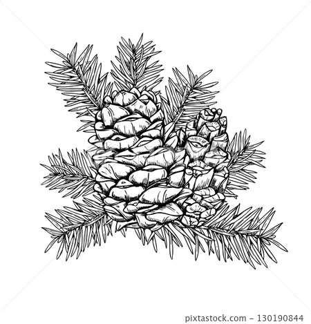Forest spruce branch with cones bouquet monochrome vector isolated illustration in linear black and white style. Winter evergreen pine sprig etching drawing for holiday greeting cards, seasonal decor 130190844