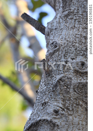 A cicada sits on a fig tree on summer, closeup shot. A cicada sits on a fig tree on summer, closeup shot. 130190881