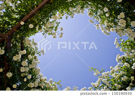 White roses are in bloom in the rose garden. The name of this rose is Iceberg (Schnewigen). 130190930