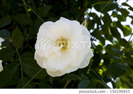 White roses are in bloom in the rose garden. The name of this rose is Iceberg (Schnewigen). 130190933