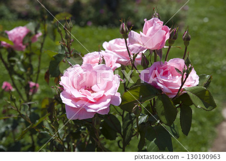 Pink rose flowers are in bloom in the rose garden. The name of this rose is Queen Elizabeth. 130190963